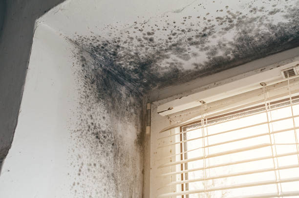 Affordable Mold Inspection And Testing solutions in Cresson, TX